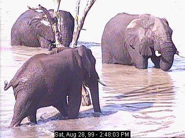 gowr28a-African Elephants-by Africam.jpg
