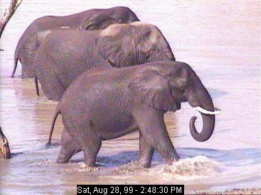 gowr28b-African Elephants-from Africam.jpg