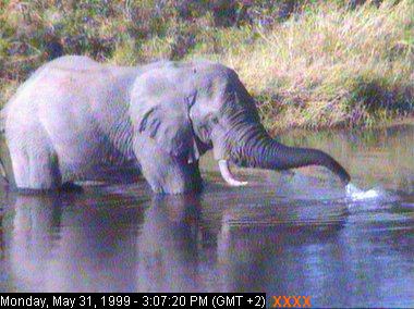 gowr31e-African Elephant-from Africam.jpg