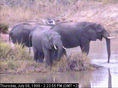 gowr8a-African Elephants-from Africam.jpg
