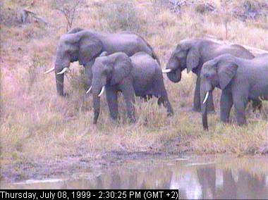 gowr8b-African Elephants-from Africam.jpg
