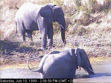 gowra0b-African Elephants-from Africam.jpg