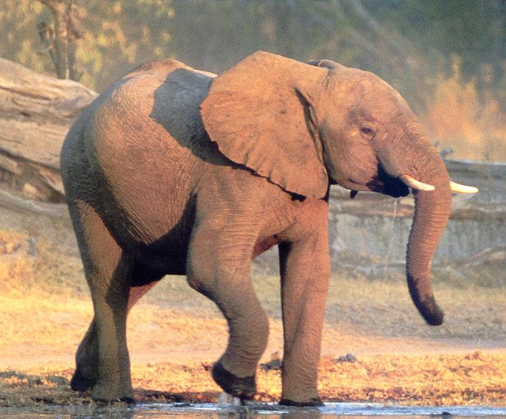 lj African Elephant.jpg