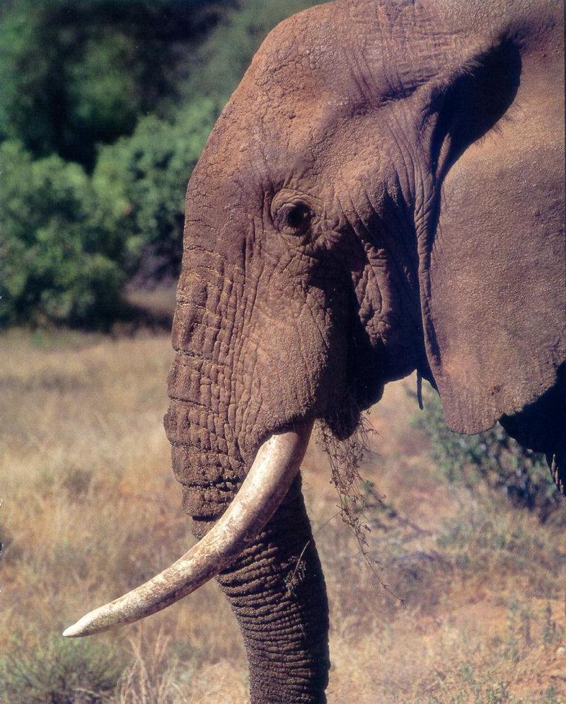 lj African Elephant Head.jpg