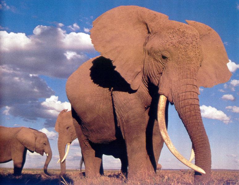 lj African Elephants.jpg