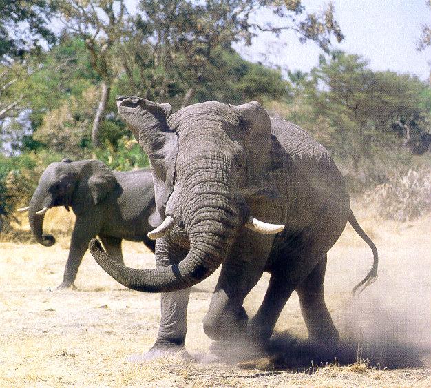 lj Moving Elephants-Tarangire NP Africa.jpg