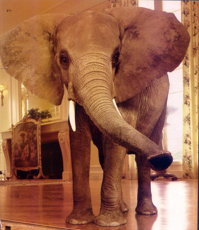 lj The Elephant In The Living Room.jpg