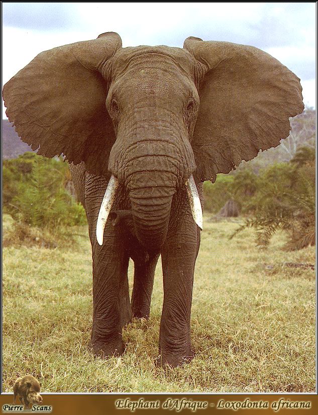PO wl 024 Elephant d\'Afrique.jpg
