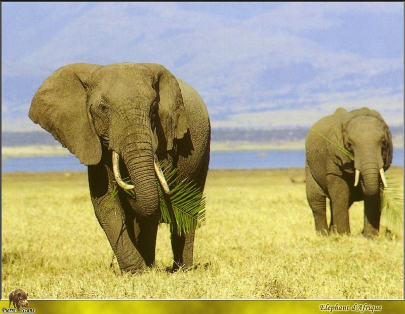 PO wl 025 Elephant d\'Afrique 2.jpg