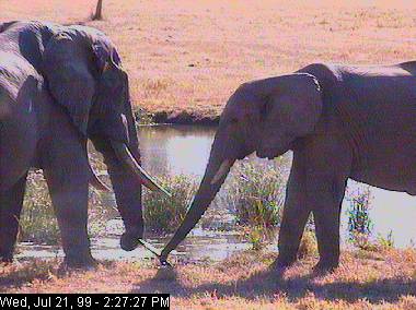 sabi21aa-African Elephants-Africam.jpg