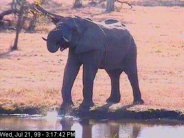 sabi21b-African Elephant-from Africam.jpg