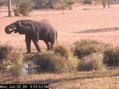 sabi28a-African Elephant-from Africam.jpg