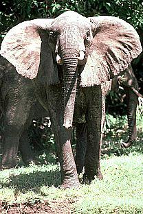 SDZ 0072-African Elephant.jpg