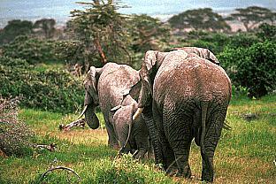 SDZ 0073-African Elephants.jpg
