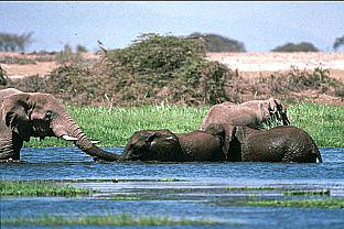 SDZ 0074-African Elephants-In Swamp.jpg