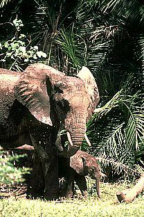 SDZ 0075-African Elephants-Mom and Baby.jpg
