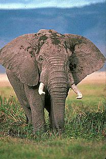 SDZ 0076-African Elephant.jpg