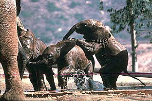 SDZ 0077-African Elephants-Young-Wet Rompers.jpg