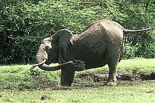 SDZ 0078-African Elephant-Young Romper.jpg