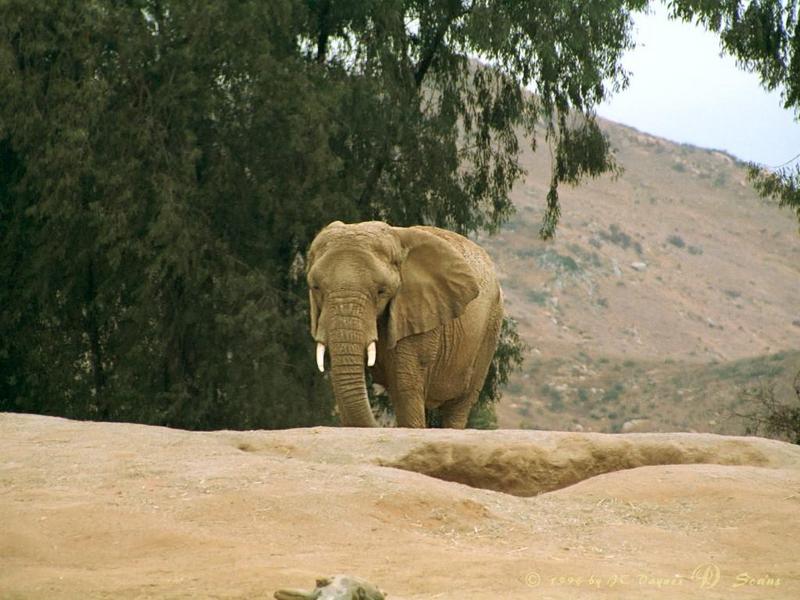 wap01l-African Elephant-in San Diego Wild Animal Park.jpg