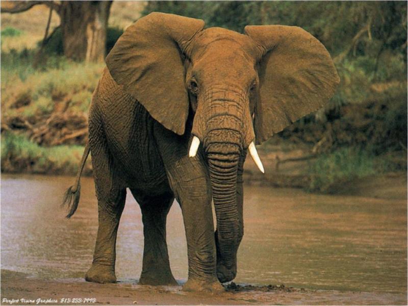 wild-25 African Elephant.jpg