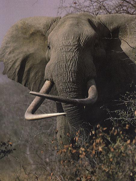 African Elephant-Great Ivory-sawl17.jpg