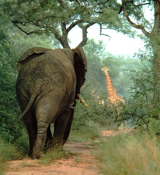 afwld006-African Elephant-Walking On Path-and-Giraffes.jpg