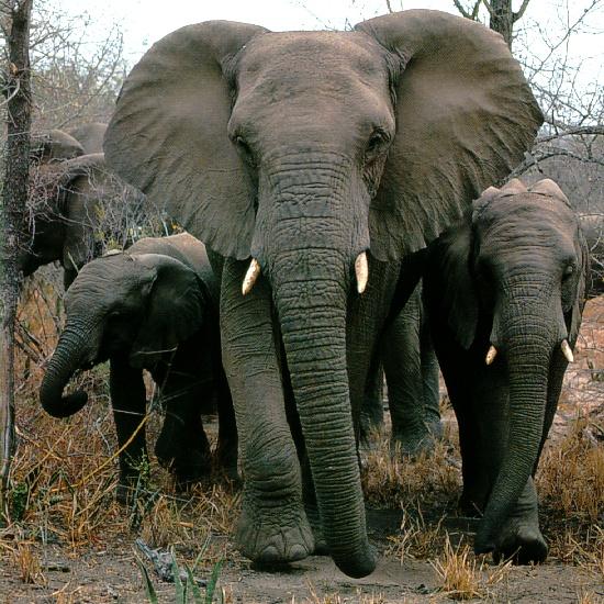 afwld007-African Elephants-Mom and Babies-Walking in lineup.jpg