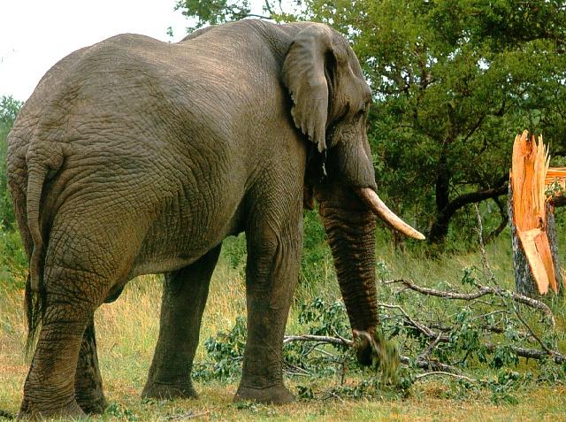 afwld008-African Elephant-Eating broken tree.jpg
