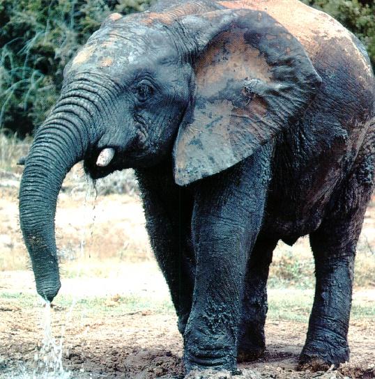 afwld009-African Elephant-Mud Bathing-and-Drinking Water.jpg