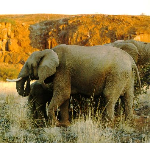 afwld010-African Elephants-Family in Swamp.jpg