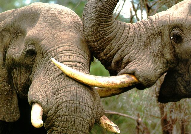 afwld012-2 African Elephants-Face Closeup.jpg