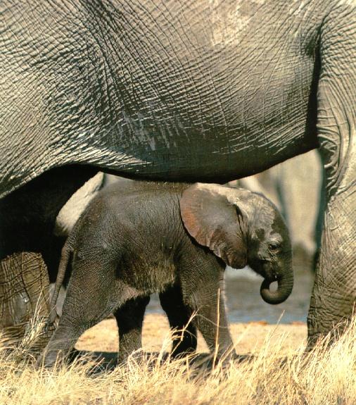 afwld013-African Elephants-Young Calf-Under Mom.jpg