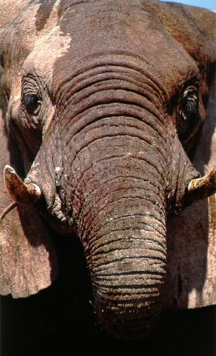 afwld014-African Elephant-Face Closeup.jpg
