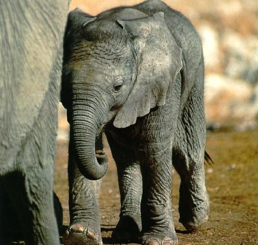 afwld015-South African Elephant-Calf-Walking.jpg