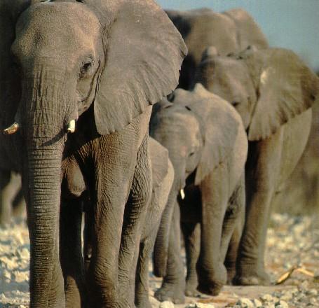 afwld016-South African Elephants-Herd-Moving.jpg