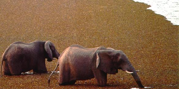 afwld017-South African Elephants-in Swamp.jpg