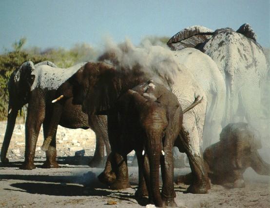 afwld021-South African Elephants-Mud Bath.jpg