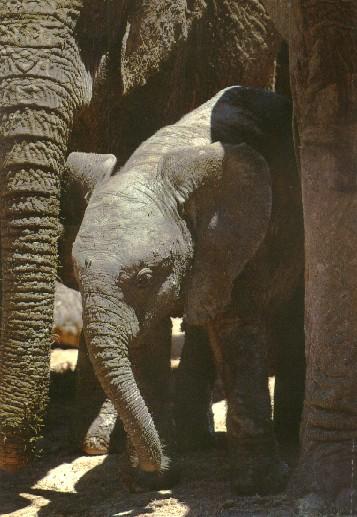 afwld022-South African Elephants-Surrounding-Calf.jpg