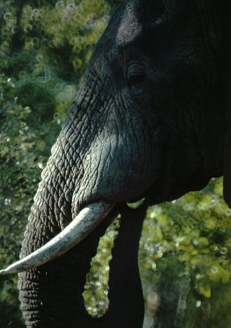 afwld024-South African Elephant-Face Closeup.jpg