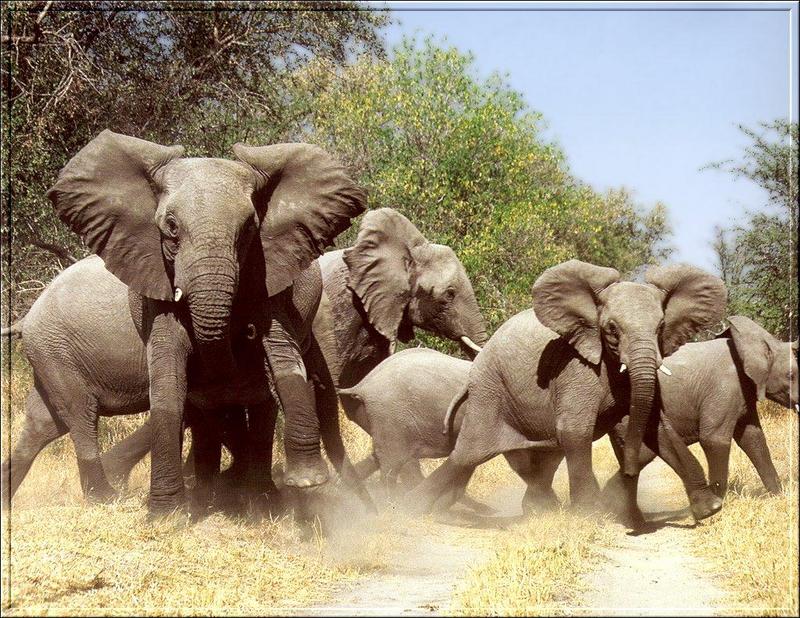 PO Fisa 054 Elephants2.jpg