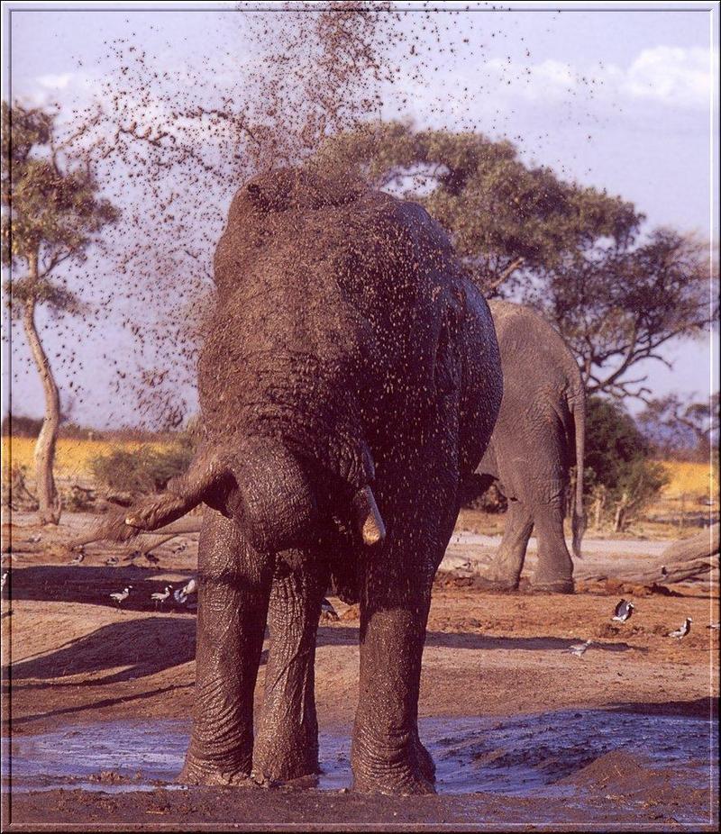 PO Fisa 055 Elephants.jpg