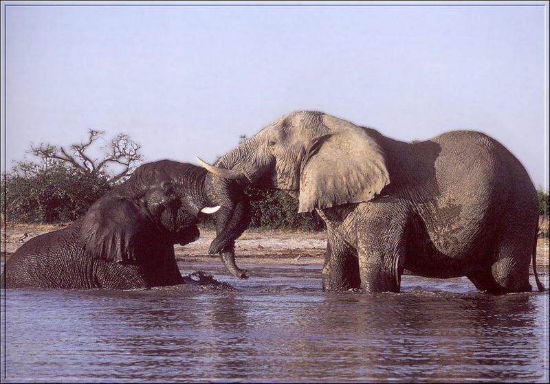 PO Fisa 061 Elephants.jpg