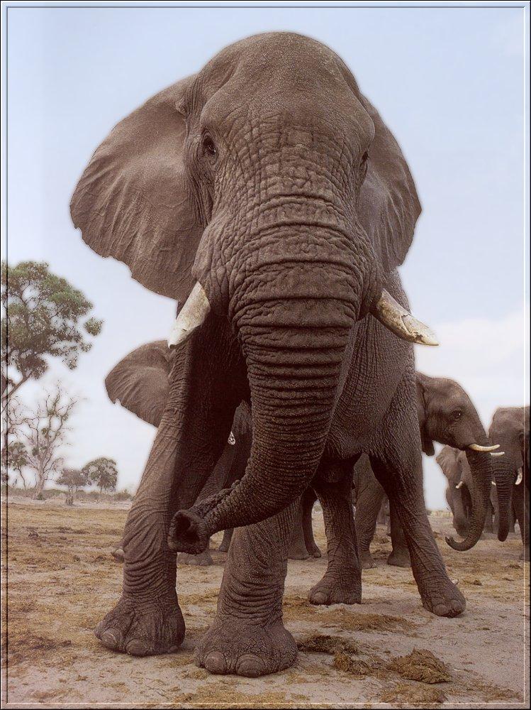 PO Fisa 062 Elephants.jpg