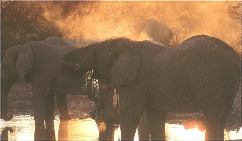 PO Fisa 063 Elephants males au point d\'eau.jpg