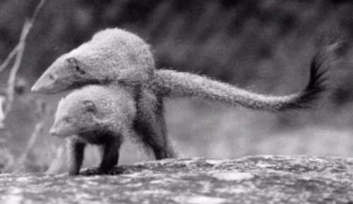 Mongooses-Mating 1.jpg