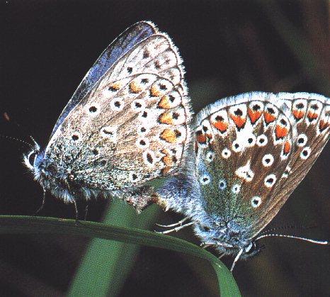 btr4-Butterflies-Mating.jpg