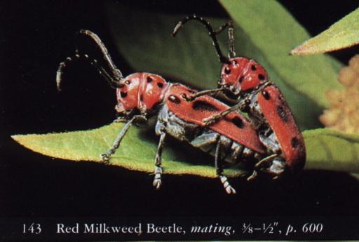 bugPorn1-Red Milkweed Beetles-Mating.jpg