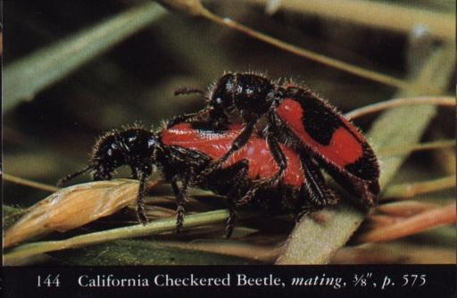bugPorn2-California Checkered Beetles-Mating.jpg
