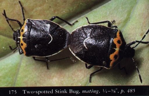 bugPorn3-Two-spotted Stink Bugs-Mating.jpg
